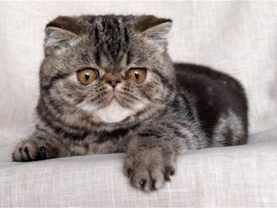 Voir la fiche du Chat de race Exotic Shorthair