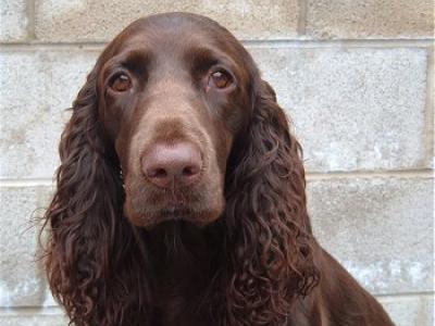 Voir la fiche du Chien de race Field Spaniel