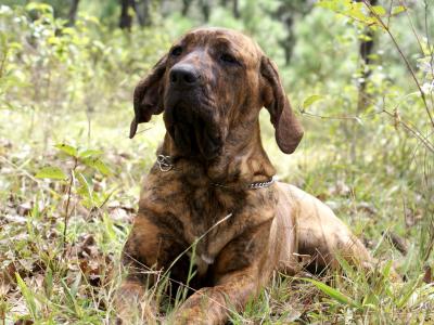 Voir la fiche du Chien de race Fila Brasileiro