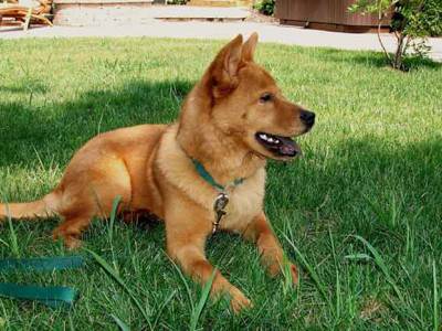 Voir la fiche du Chien de race Spitz Finlandais (Finnish Spitz)