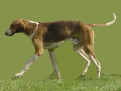 Voir la fiche du Chien de race Fox Terrier À Poil Lisse (Fox Anglais)