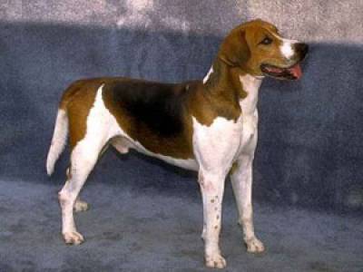 Voir la fiche du Chien de race Foxhound Anglais