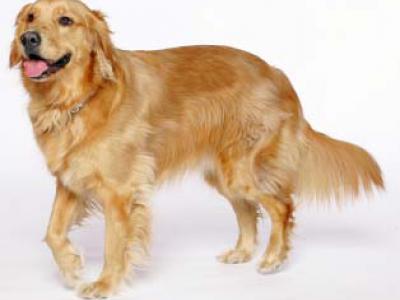 Voir la fiche du Chien de race Golden Retriever