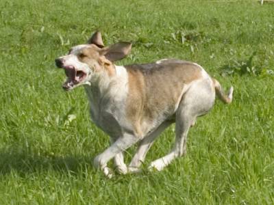 Voir la fiche du Chien de race Grand Anglo Français Blanc Et Orange