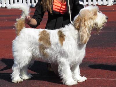 Voir la fiche du Chien de race Grand Basset Griffon Vendéen