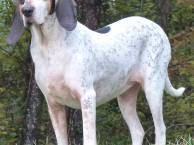 Voir la fiche du Chien de race Grand Gascon Saintongeois