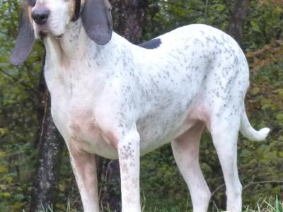 Voir la fiche du Chien de race Grand Gascon Saintongeois