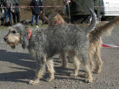 Voir la fiche du Chien de race Griffon Nivernais