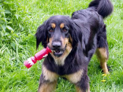 Voir la fiche du Chien de race Hovawart 