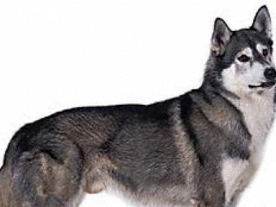 Voir la fiche du Chien de race Husky Sibérien (Husky D'artique)