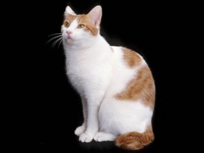 Voir la fiche du Chat de race Japanese Bobtail