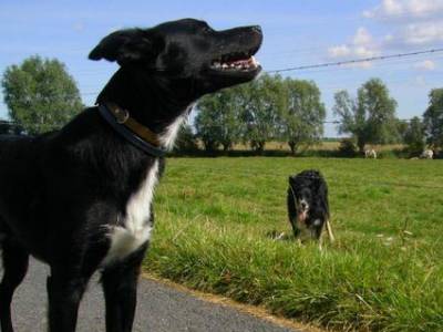 Voir la fiche du Chien de race Berger Australien Kelpie (Kelpie)