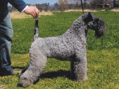 Voir la fiche du Chien de race Kerry Blue Terrier (Terrier Kerry Blue)