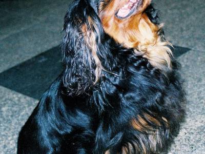 Voir la fiche du Chien de race King Charles (King Charles Spaniel)