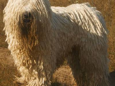 Voir la fiche du Chien de race Komondor