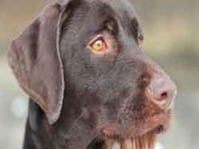 Voir la fiche du Chien de race Labrador Pointer