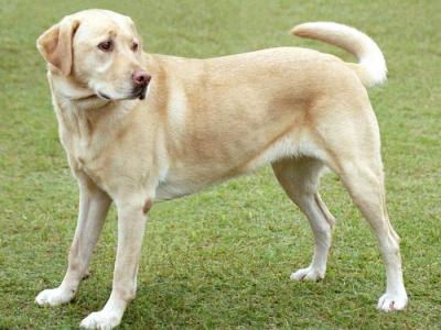 Voir la fiche du Chien de race Labrador (Retriever Du Labrador)