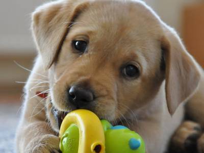 Voir la fiche du Chien de race Labrador Retriever