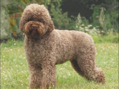 Voir la fiche du Chien de race Lagotto Romagnolo