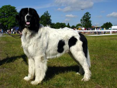 Voir la fiche du Chien de race Landseer