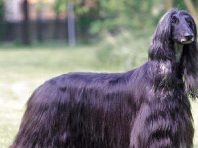 Voir la fiche du Chien de race Afghan Hound