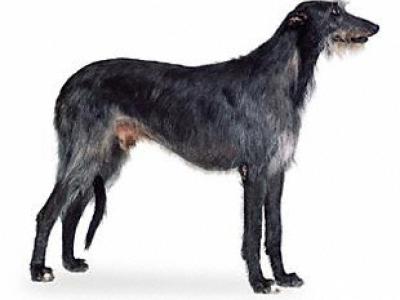 Voir la fiche du Chien de race Lévrier Ecossais (Deerhound)