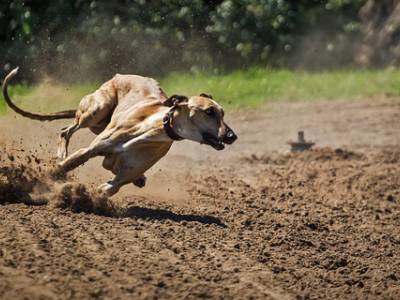 Voir la fiche du Chien de race Lévrier Hongrois