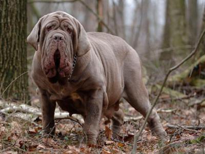 Voir la fiche du Chien de race Mâtin De Naples (Mâtin Napolitain)