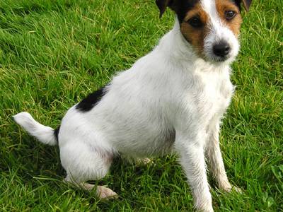 Voir la fiche du Chien de race Parson Jack Russell Terrier