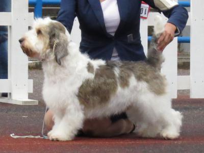 Voir la fiche du Chien de race Petit Basset Griffon Vendéen