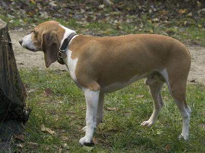 Voir la fiche du Chien de race Petit Chien Suisse