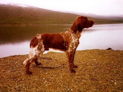 Voir la fiche du Chien de race Petit Munsterlander (Petit Epagneul De Münster)