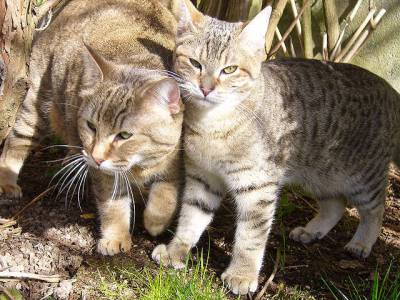 Voir la fiche du Chat de race Pixie Bob