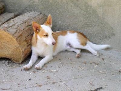 Voir la fiche du Chien de race Podenco Canario 