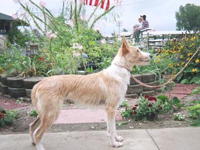 Voir la fiche du Chien de race Podengo Portugais Grande