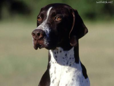 Voir la fiche du Chien de race Pointer Anglais (Pointer)