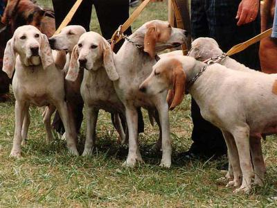 Voir la fiche du Chien de race Porcelaine