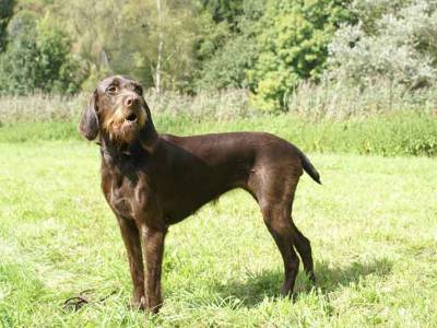 Voir la fiche du Chien de race Pudel Pointer