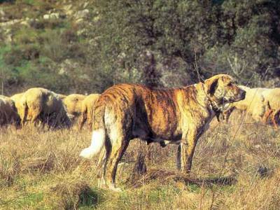 Voir la fiche du Chien de race Rafeiro De Alentejo (Bouvier De L'alentejo)