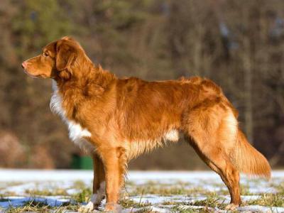 Voir la fiche du Chien de race Retriever De La Nouvelle Ecosse (Nova-Scotia)