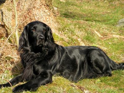 Voir la fiche du Chien de race Retriever À Poil Plat (Flat Coated Retriever)