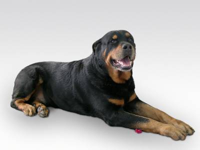 Voir la fiche du Chien de race Rottweiler