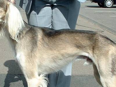 Voir la fiche du Chien de race Saluki