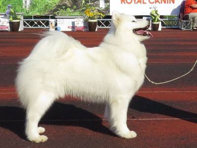 Voir la fiche du Chien de race Samoyède