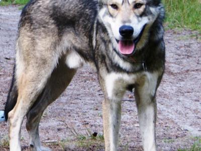 Voir la fiche du Chien de race Sarloos Wolfhound
