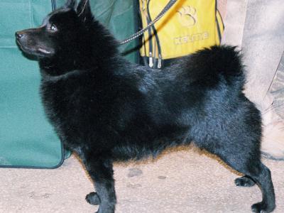 Voir la fiche du Chien de race Schipperke