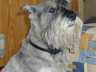 Voir la fiche du Chien de race Schnauzer Moyen