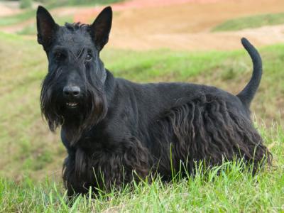 Voir la fiche du Chien de race Scottish Terrier