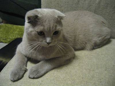 Voir la fiche du Chat de race Scottish Fold