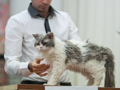 Voir la fiche du Chat de race Selkirk Rex